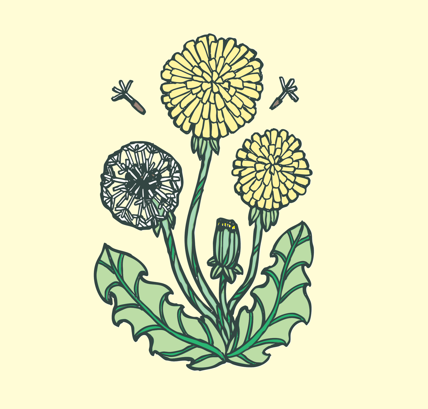 A botanical illustration of dandelion flowers and leaves on a pale cream background.